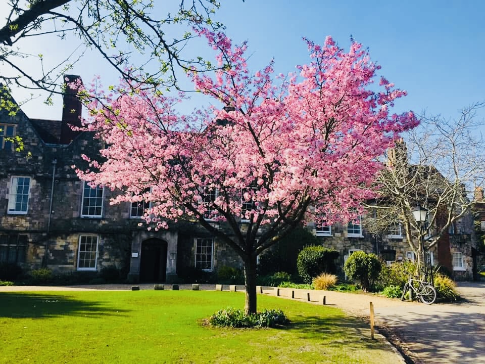 A pink blossom tree in a peaceful Romsey garden